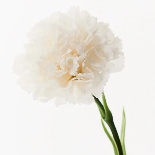 Carnation Stem 47cm Winter White Pack of 12