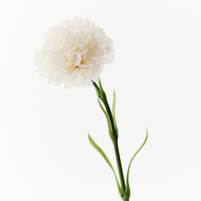 Carnation Stem 47cm Winter White Pack of 12
