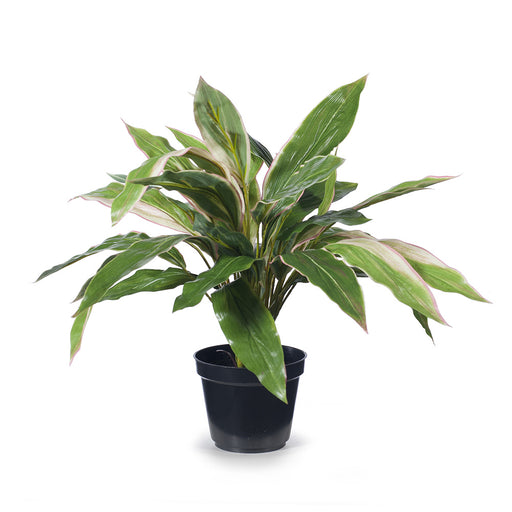 Cordyline Plant Green Pink 40cm Pack of 2