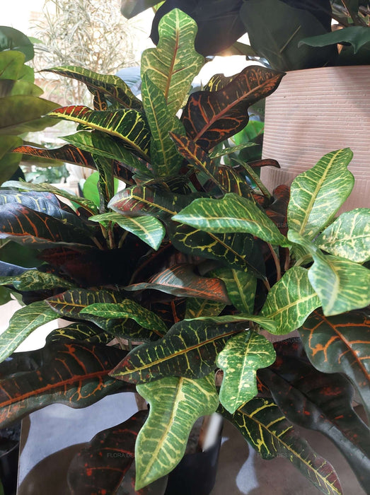 Croton Green Tree In Black Pot 63cm