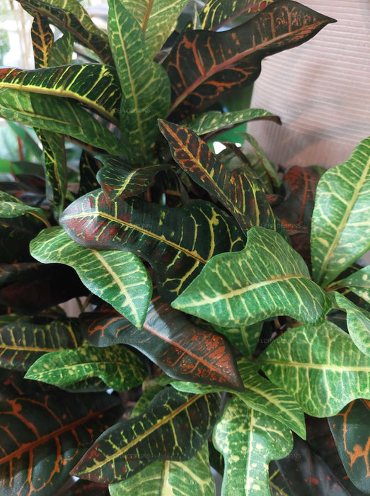 Croton Green Tree In Black Pot 63cm
