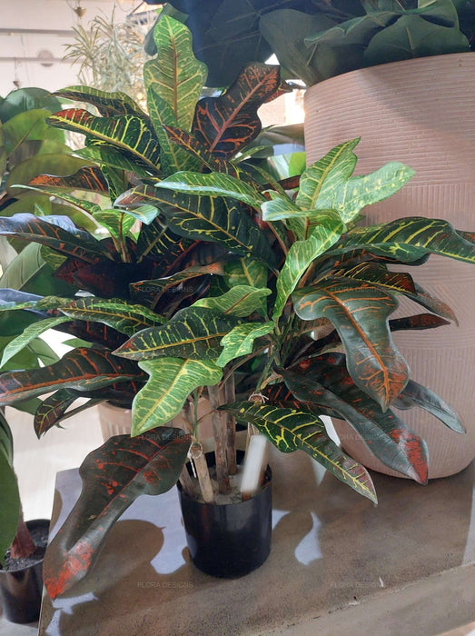Croton Green Tree In Black Pot 63cm