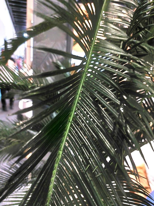 Cycus Palm Tree 220cm