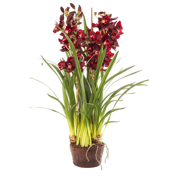 Cymbidium Plant Burgundy in Giant Paper Pot 110cm