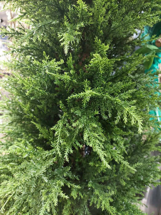 Cypress Pine Tree 180cm