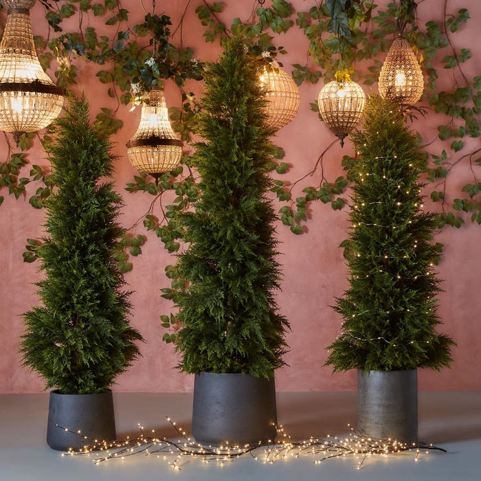 Cypress Pine Tree 200cm