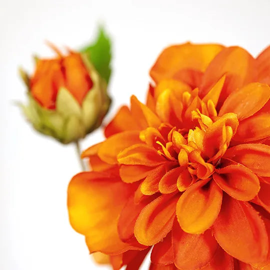 Dahlia Pompon 65cm Orange Pack of 12