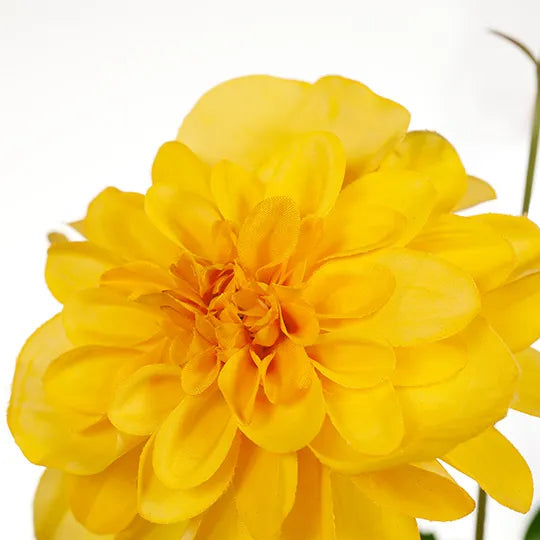 Dahlia Pompon 65cm Yellow Pack of 12