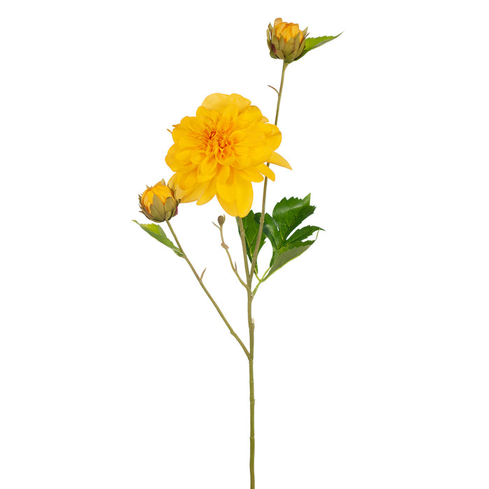 Dahlia Pompon 65cm Yellow Pack of 12