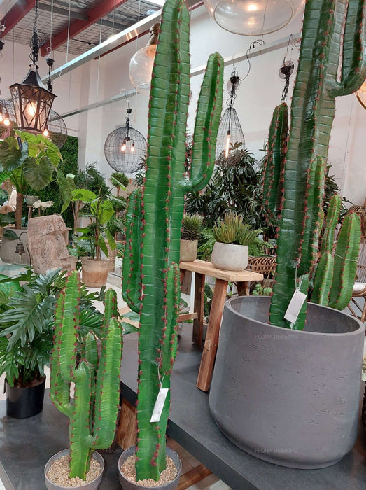 Desert Cactus 156cm