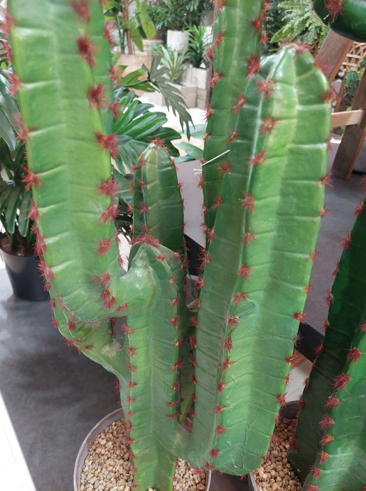 Desert Cactus 82cm
