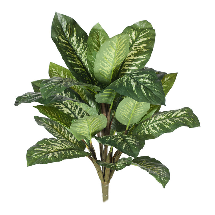 Dieffenbachia Bush Green White 47cm Pack of 6