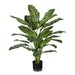 Dieffenbachia Plant Green Yellow 111cm Pack of 2