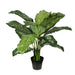 Dieffenbachia Plant Green Yellow 63cm Pack of 2