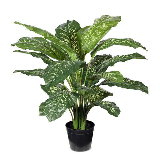 Dieffenbachia Plant Green Yellow 86cm Pack of 2