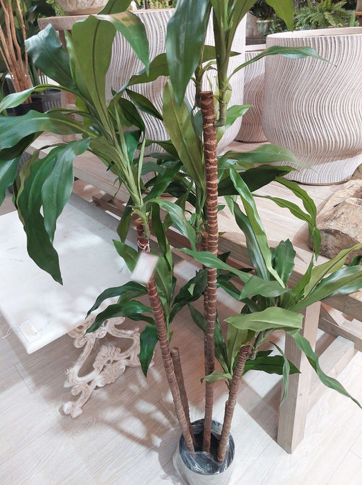 Dracaena Fragrans 8 Heads 150cm