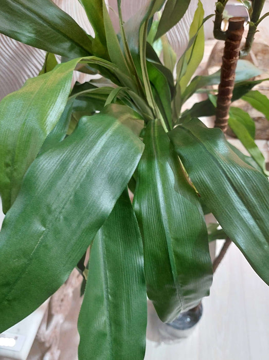 Dracaena Fragrans 8 Heads 150cm