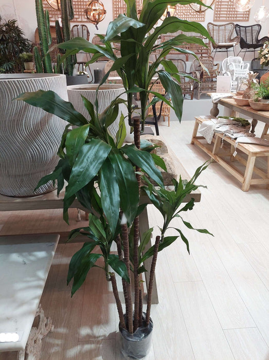 Dracaena Fragrans 8 Heads 150cm