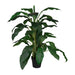 Dracaena in Pot 122cm