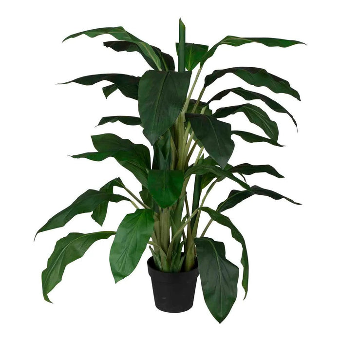 Dracaena in Pot 122cm