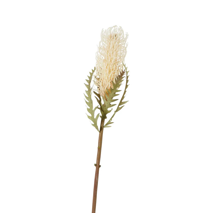 Dried Look Banksia Stem Cream 75cm Pack of 12