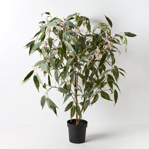 Eucalyptus Flowering Plant Pink 135cm