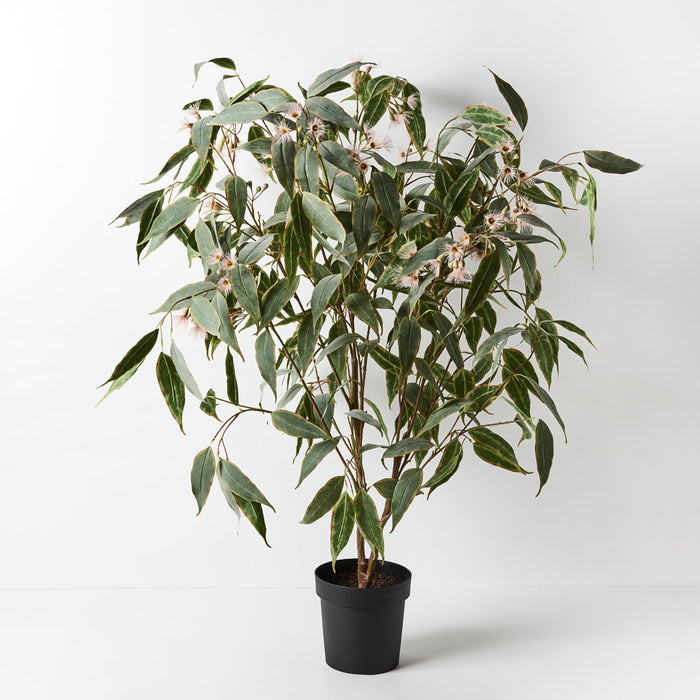 Eucalyptus Flowering Plant Pink 135cm