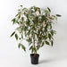 Eucalyptus Flowering Plant Pink 135cm