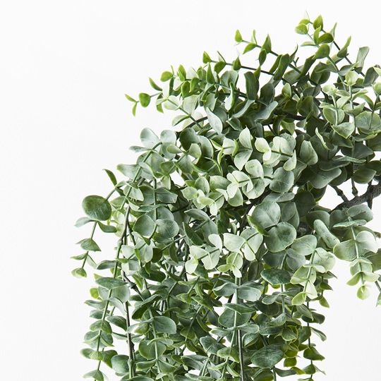 Eucalyptus Hanging Bush Pack of 6