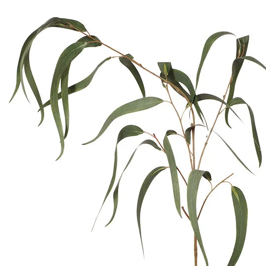 Eucalyptus Long Leaf Spray 96cm Grey Green Pack of 12