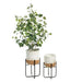 Eucalyptus Seed Plant Grey 128cm