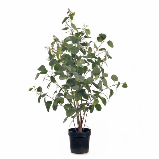 Eucalyptus Seed Plant Grey 128cm