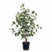 Eucalyptus Seed Plant Grey 128cm