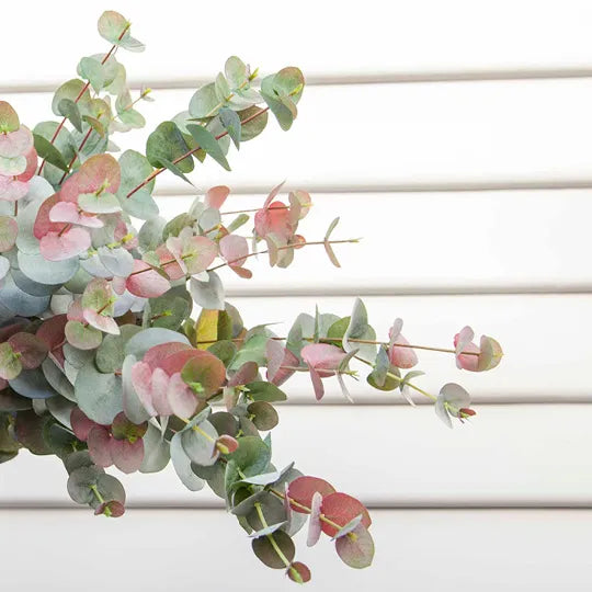 Eucalyptus Silver Dollar Grey Red 86cm Pack of 12