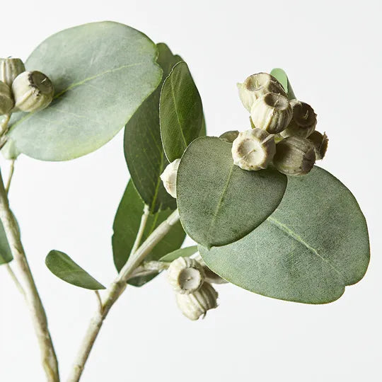 Eucalyptus Tetragona Spray Green 61cm Set of 12