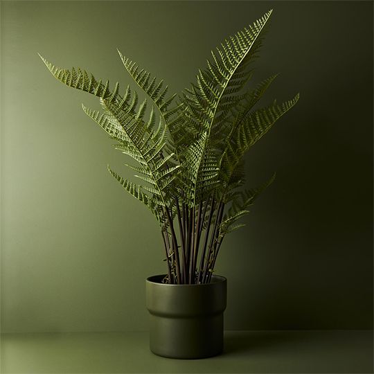 Fern Mountain Plant 117cm Pack of 2