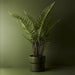 Fern Mountain Plant 117cm Pack of 2