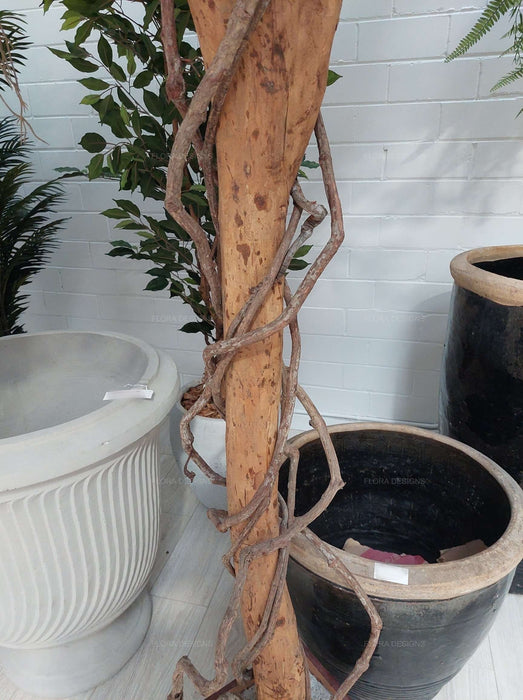 Ficus Exotica Giant Tree 300cm