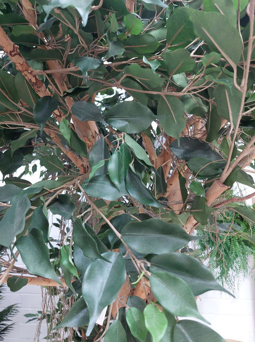 Ficus Exotica Giant Tree 300cm