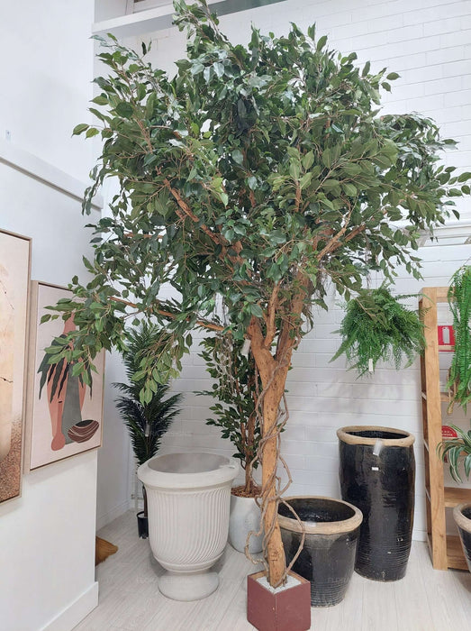 Ficus Exotica Giant Tree 300cm