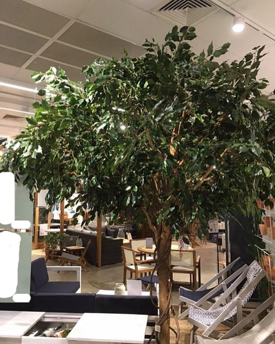 Ficus Exotica Giant Tree 300cm