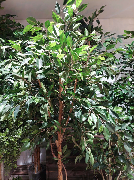 Ficus Vine Tree 180cm
