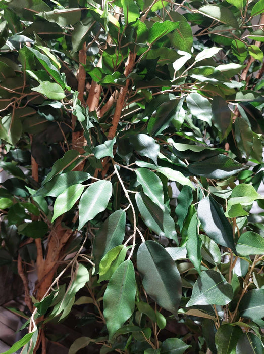 Ficus Vine Tree 180cm