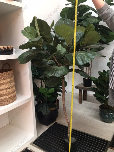 Fiddle Leaf Tree 150cm