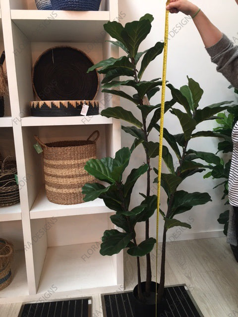 Fiddle Leaf Tree 3 Stems 168cm
