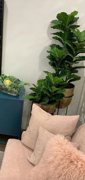 Fiddle Leaf Fig Potted Plant 65cm
