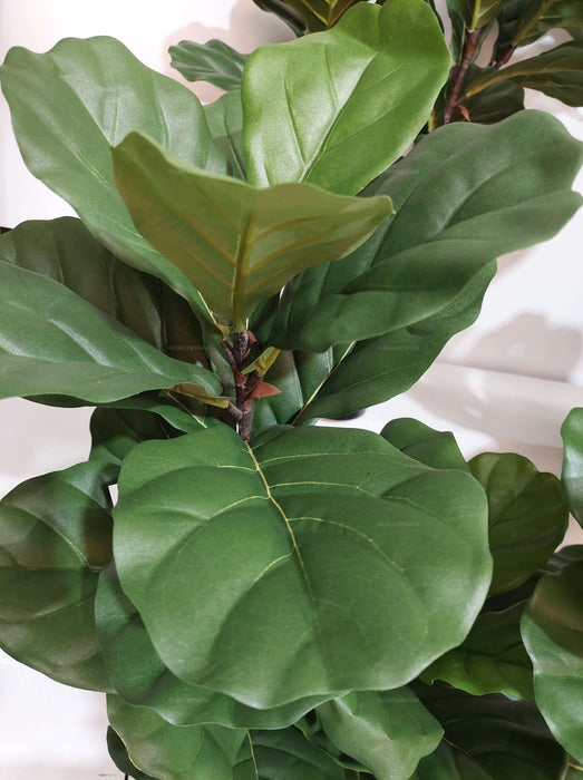 Fiddle Leaf Tree 113cm