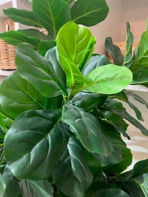 Fiddle Leaf Tree 175cm