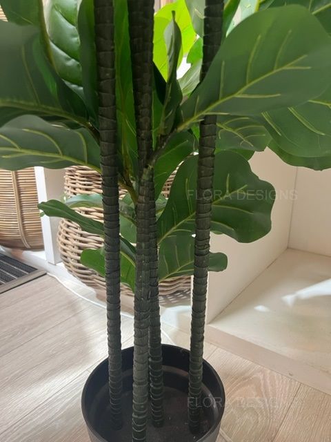 Fiddle Leaf Tree 175cm