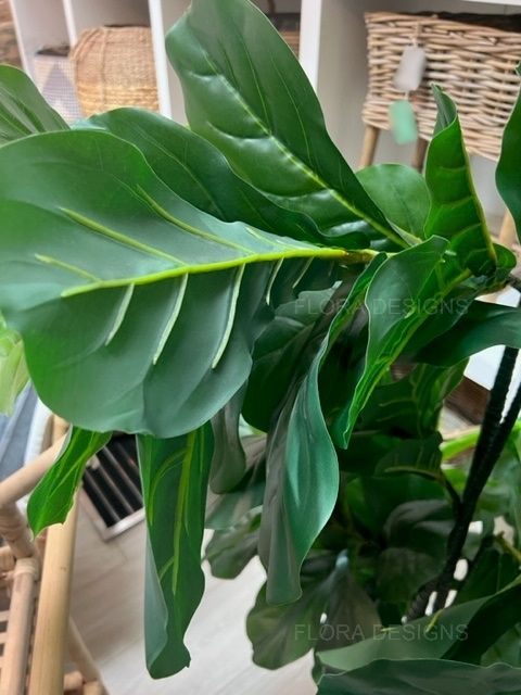 Fiddle Leaf Tree 175cm